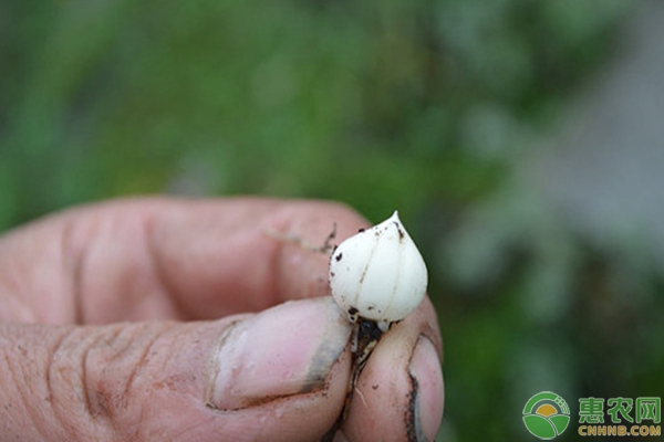 川贝母、藁本间作立体种植技术详解-图片版权归惠农网所有