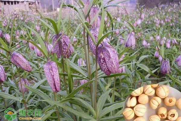 川贝母种植方法和技术-图片版权归惠农网所有