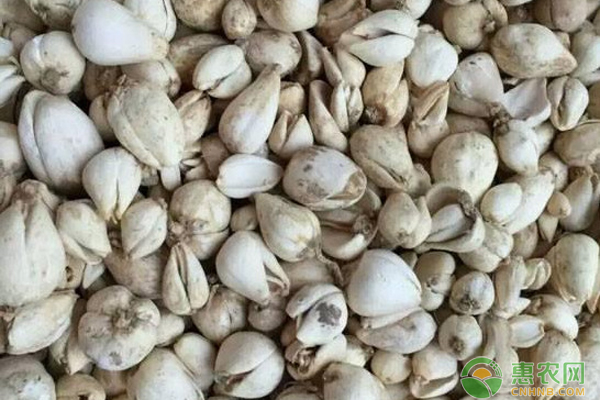 川贝母种植方法和技术-图片版权归惠农网所有