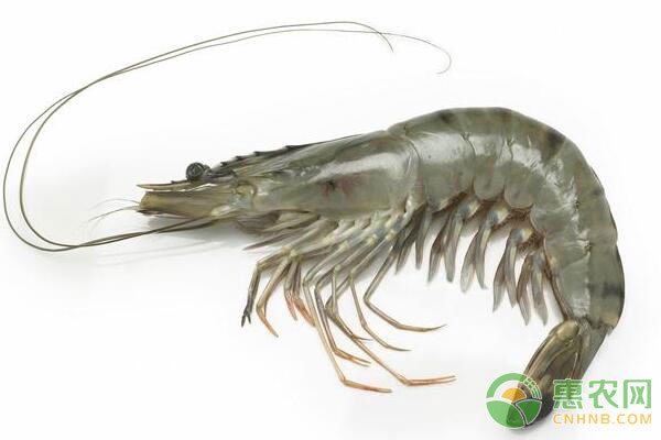 基围虾怎么养？基围虾淡水池塘养殖技术-图片版权归惠农网所有