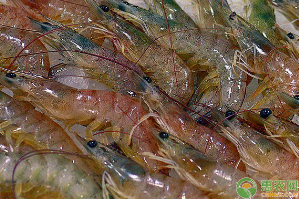 基围虾养殖技术条件-图片版权归惠农网所有