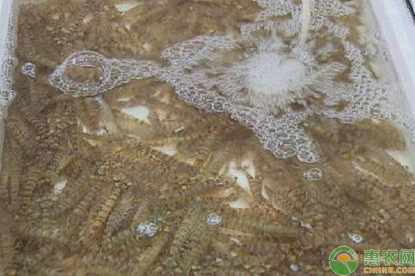 基围虾怎么养殖的？-图片版权归惠农网所有