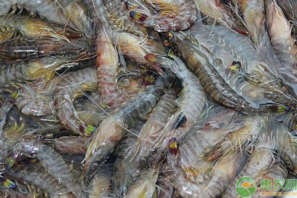 基围虾怎么养殖的？-图片版权归惠农网所有