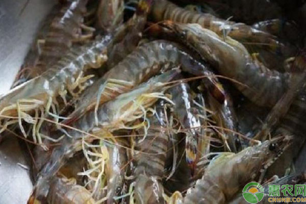 基围虾怎么养殖的？-图片版权归惠农网所有