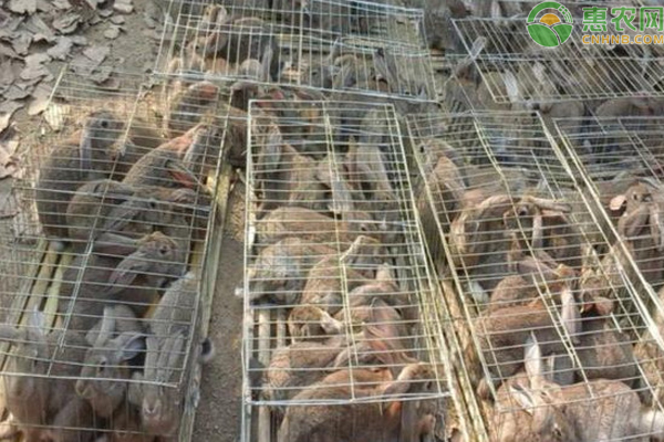 养肉兔怎么养-图片版权归惠农网所有