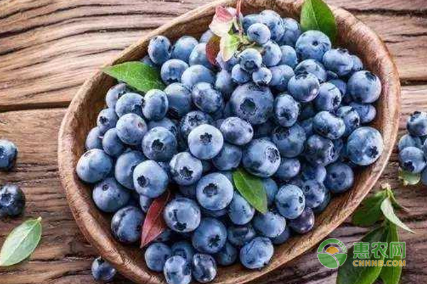 蓝莓栽培选什么品种好？最佳蓝莓品种推荐-图片版权归惠农网所有