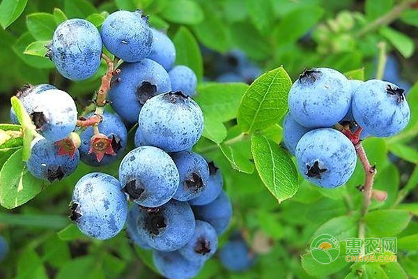 蓝莓栽培选什么品种好？最佳蓝莓品种推荐-图片版权归惠农网所有