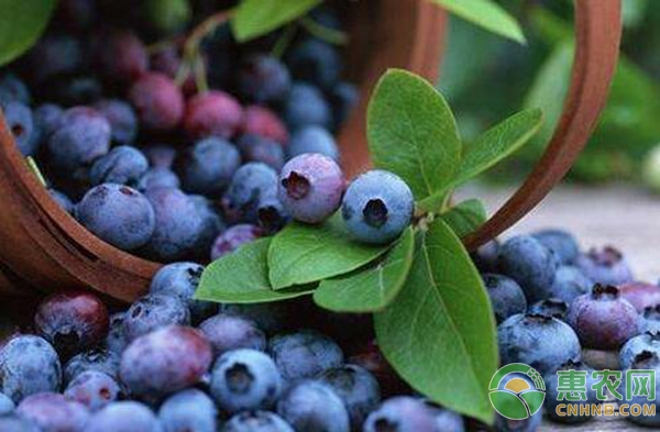 冬天怎么养蓝莓？家庭蓝莓种植方法-图片版权归惠农网所有