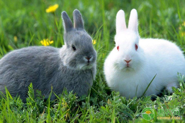 肉兔四季养殖管理要点-图片版权归惠农网所有