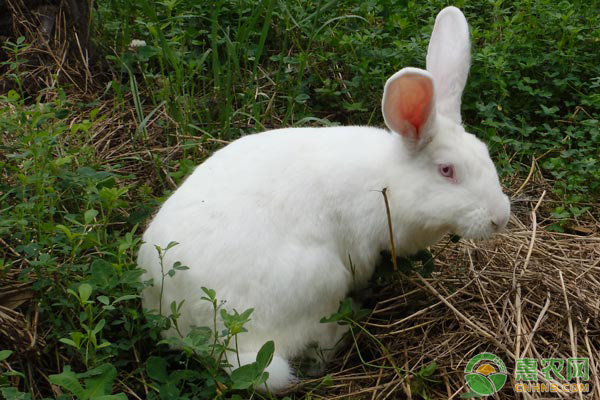 肉兔四季养殖管理要点-图片版权归惠农网所有