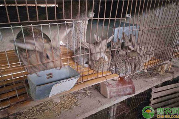肉兔养殖注意事项-图片版权归惠农网所有