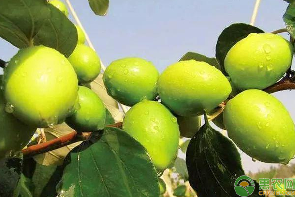 大青枣怎么栽培能高产？大青枣高产栽培管理技巧-图片版权归惠农网所有