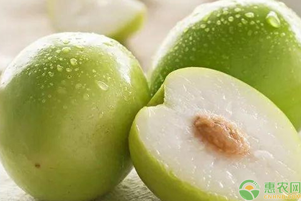 大青枣怎么栽培能高产？大青枣高产栽培管理技巧-图片版权归惠农网所有