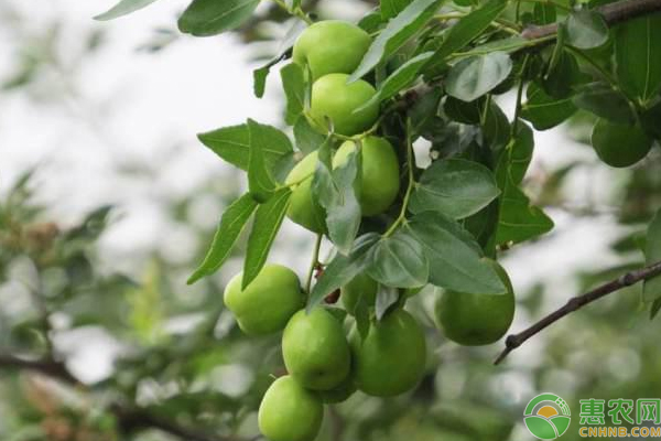 大青枣怎么栽培能高产？大青枣高产栽培管理技巧-图片版权归惠农网所有