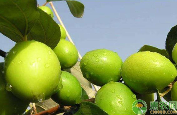 台湾大青枣怎么种植？台湾大青枣种植栽培技术详解-图片版权归惠农网所有