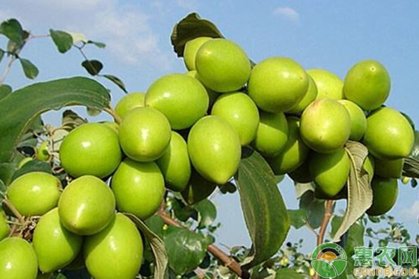 台湾大青枣怎么种植？台湾大青枣种植栽培技术详解-图片版权归惠农网所有