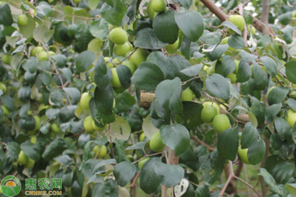 大青枣种植技术与管理方法-图片版权归惠农网所有