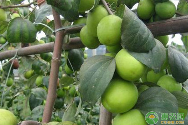 大青枣种植技术与管理方法-图片版权归惠农网所有