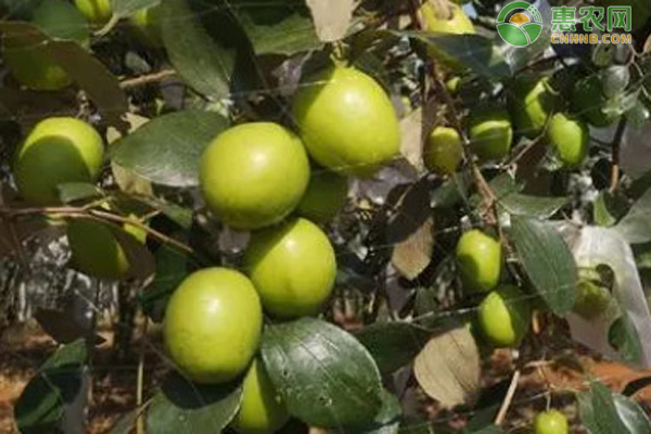 大青枣种植技术与管理方法-图片版权归惠农网所有