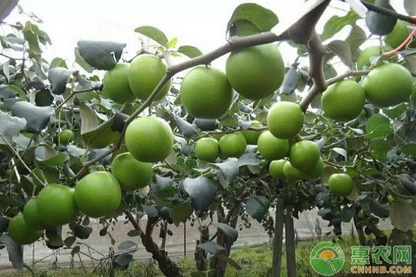 青枣高产施肥技巧-图片版权归惠农网所有