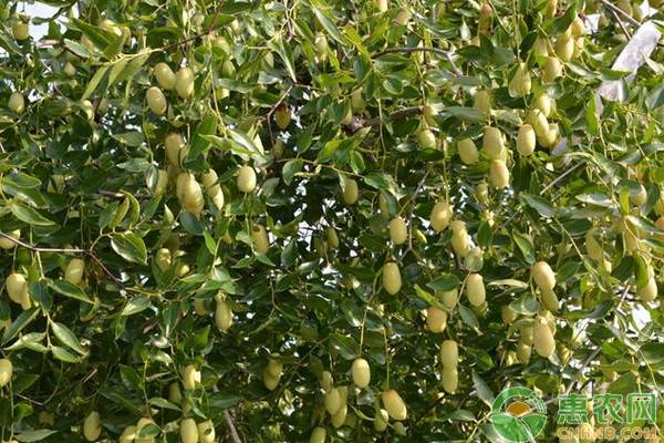 青枣高产施肥技巧-图片版权归惠农网所有