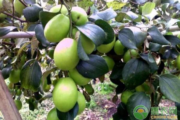青枣高产施肥技巧-图片版权归惠农网所有