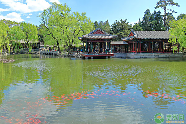 鳟鱼亲鱼的饲养管理技术详细介绍-图片版权归惠农网所有