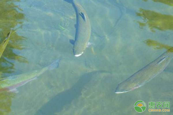虹鳟鱼常见病害症状及防治-图片版权归惠农网所有