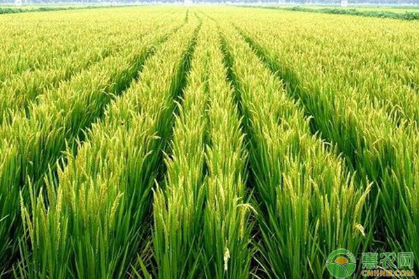 水稻如何预防倒伏？水稻倒伏的防治措施要点-图片版权归惠农网所有