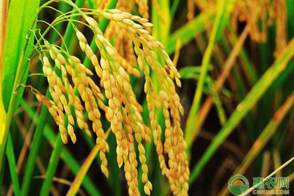 水稻如何预防倒伏？水稻倒伏的防治措施要点-图片版权归惠农网所有