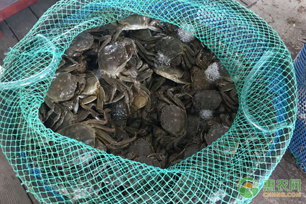 大闸蟹科学养殖方法-图片版权归惠农网所有