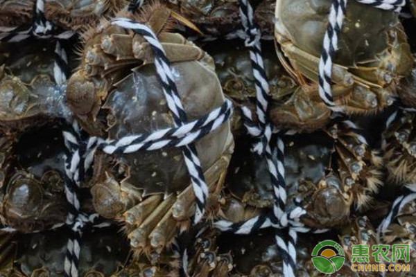 大闸蟹科学养殖方法-图片版权归惠农网所有