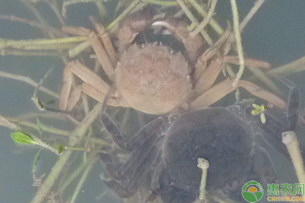 大闸蟹养殖的核心技术-图片版权归惠农网所有