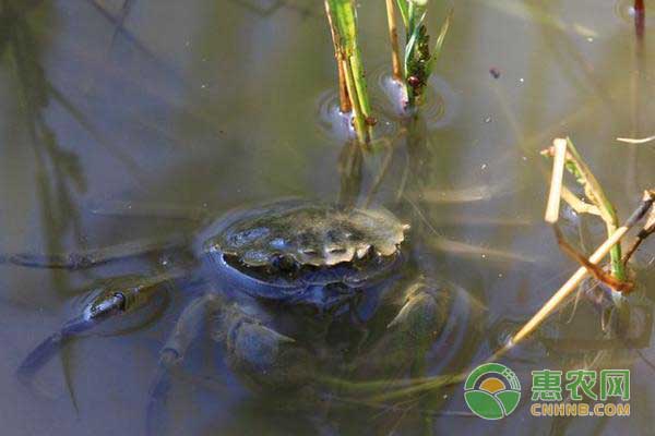 大闸蟹养殖的核心技术-图片版权归惠农网所有