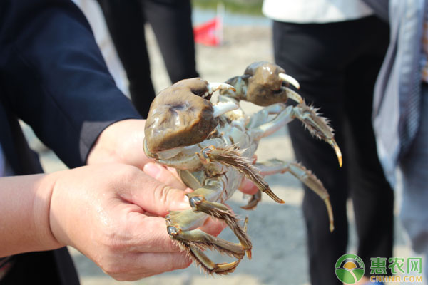 稻田大闸蟹的养殖技术详解（值得收藏）-图片版权归惠农网所有