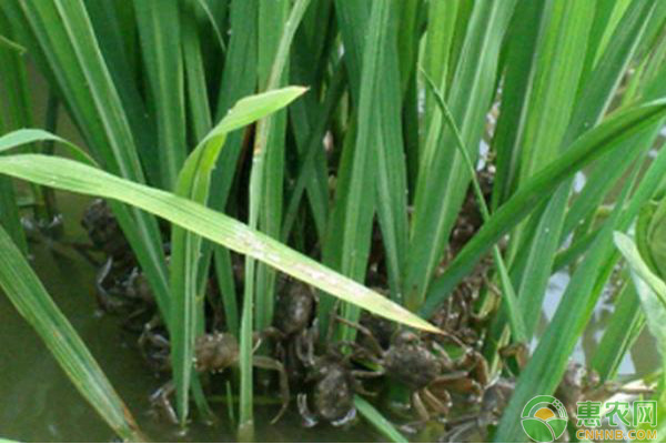 稻田大闸蟹的养殖技术详解（值得收藏）-图片版权归惠农网所有