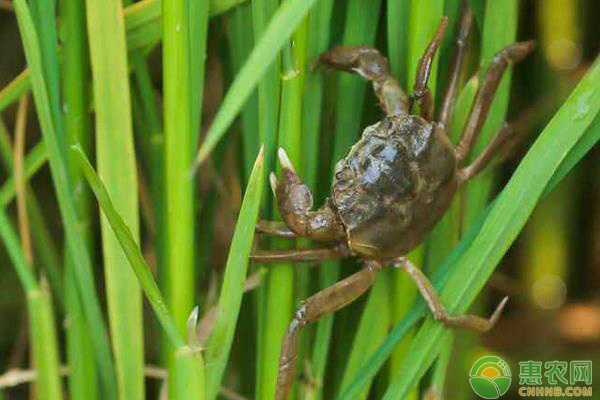 稻田大闸蟹的养殖技术详解（值得收藏）-图片版权归惠农网所有