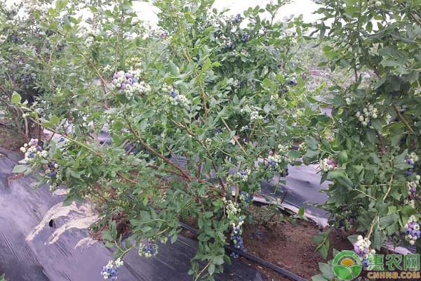 矮丛蓝莓怎样种植?矮丛蓝莓的种植技术介绍-图片版权归惠农网所有