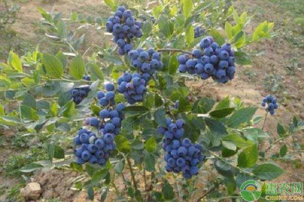 矮丛蓝莓怎样种植?矮丛蓝莓的种植技术介绍-图片版权归惠农网所有