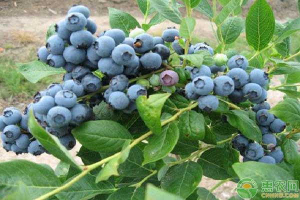 矮丛蓝莓怎样种植?矮丛蓝莓的种植技术介绍-图片版权归惠农网所有