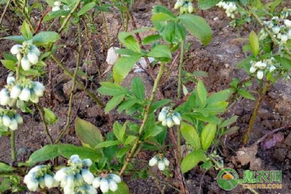 蓝莓果能种出蓝莓苗吗？-图片版权归惠农网所有