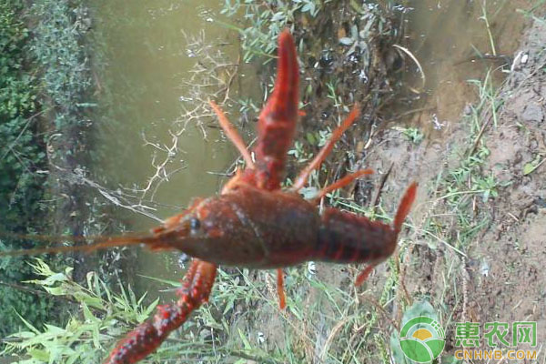 如何养殖小龙虾？野生虾和塘养虾究竟区别在哪里？-图片版权归惠农网所有