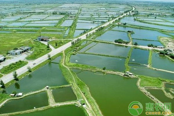 如何养殖小龙虾？野生虾和塘养虾究竟区别在哪里？-图片版权归惠农网所有