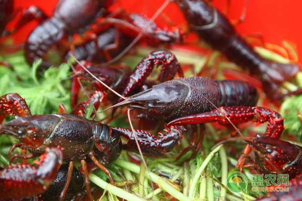 小龙虾四月五月管理要点：防治病毒病-图片版权归惠农网所有