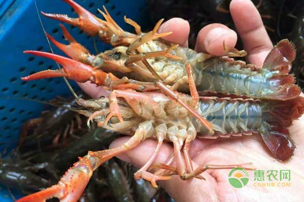 小龙虾四月五月管理要点：防治病毒病-图片版权归惠农网所有