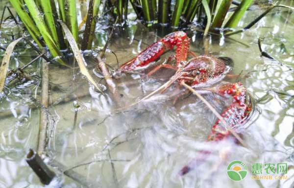 小龙虾四月五月管理要点：防治病毒病-图片版权归惠农网所有