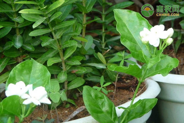 茉莉好养吗？-图片版权归惠农网所有