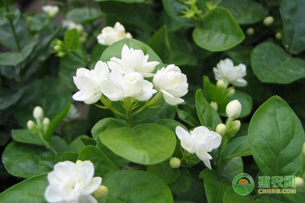 茉莉好养吗？-图片版权归惠农网所有