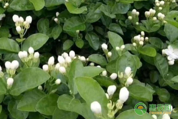 茉莉好养吗？-图片版权归惠农网所有