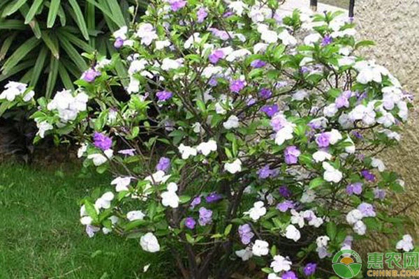 茉莉的养殖方法及修剪-图片版权归惠农网所有